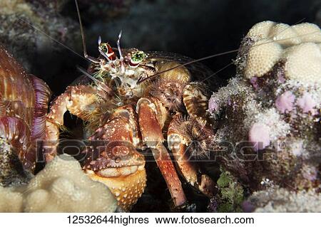 Jeweled Anenome Hermit Crab (Dardanus gemmatus); Island of Hawaii, Hawaii, United States of America View Large Photo Image Stock Photograph - Jeweled Anenome Hermit Crab (Dardanus gemmatus); Island of Hawaii, Hawaii, United States of America. Fotosearch