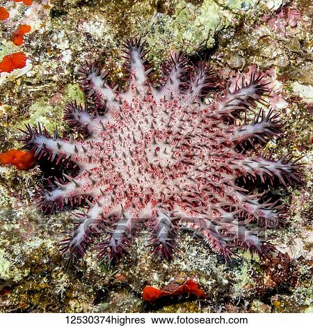 Juvenile Crown-of-Thorns (Acanthaster planci) Starfish spread out on live rock at Ni'ihau Island, near Kauai, Hawaii, during the spring; Kauai, Hawaii, United States of America View Large Photo Image Stock Photograph - Juvenile Crown-of-Thorns (Acanthaster planci) Starfish spread out on live rock at Ni'ihau Island, near Kauai, Hawaii, during the spring; Kauai, Hawaii, United States of America. Fotosearch