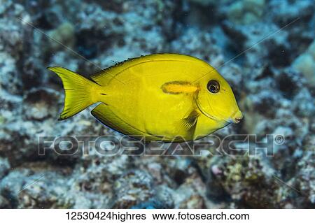 Juvenile Orangebar Surgeonfish (Acanthurus olivaceus) off the Kona Coast; Island of Hawaii, Hawaii, United States of America View Large Photo Image Stock Photograph - Juvenile Orangebar Surgeonfish (Acanthurus olivaceus) off the Kona Coast; Island of Hawaii, Hawaii, United States of America. Fotosearch