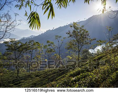Kambal Tea Garden; West Bengal, India View Large Photo Image Stock Photograph - Kambal Tea Garden; West Bengal, India. Fotosearch