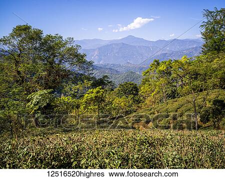 Stock Photograph - Kambal Tea Garden; West Bengal, India. Fotosearch
