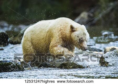 Stock Photograph - Kermode Bear (Ursus americanus kermodei), also known as the Spirit Bear, fishing in the Great Bear Rainforest; Hartley Bay, British Columbia, Canada. Fotosearch
