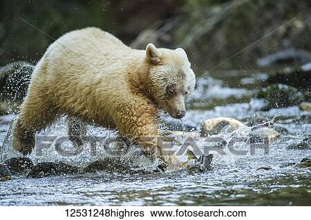 Stock Photograph - Kermode Bear (Ursus americanus kermodei), also known as the Spirit Bear, fishing in the Great Bear Rainforest; Hartley Bay, British Columbia, Canada. Fotosearch