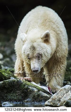 Stock Photograph - Kermode Bear (Ursus americanus kermodei), also known as the Spirit Bear, eating a fresh fish by a stream in the Great Bear Rainforest; Hartley Bay, British Columbia, Canada. Fotosearch