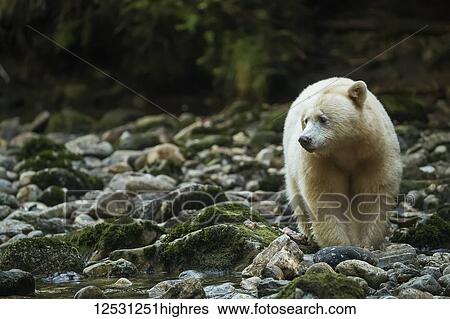 Kermode Bear (Ursus americanus kermodei), also known as the Spirit Bear, fishing in a stream in the Great Bear Rainforest; Hartley Bay, British Columbia, Canada View Large Photo Image Stock Photograph - Kermode Bear (Ursus americanus kermodei), also known as the Spirit Bear, fishing in a stream in the Great Bear Rainforest; Hartley Bay, British Columbia, Canada. Fotosearch