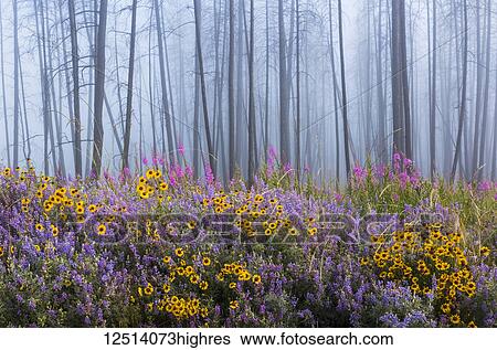 Stock Photograph - Kettle River Recreation Area bursting with wildflowers after a fire destroyed much of the forest in a fire; British Columbia, Canada. Fotosearch