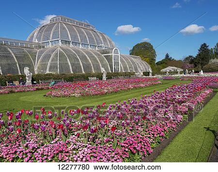 Kew Gardens, Palm house and tulips; London, England View Large Photo Image Stock Image - Kew Gardens, Palm house and tulips; London, England. Fotosearch