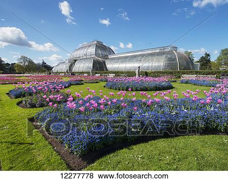 Kew Gardens, Palm house and tulips; London, England View Large Photo Image Stock Photo - Kew Gardens, Palm house and tulips; London, England. Fotosearch