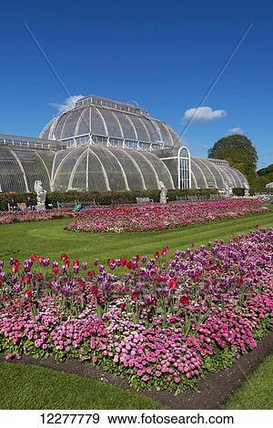 Stock Photo - Kew Gardens, Palm house and tulips; London, England. Fotosearch