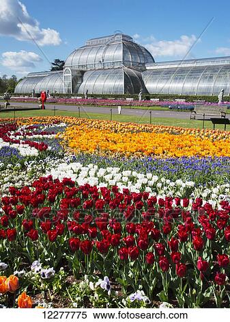 Kew Gardens, tulips and the Palm House; London, England View Large Photo Image Stock Photography - Kew Gardens, tulips and the Palm House; London, England. Fotosearch