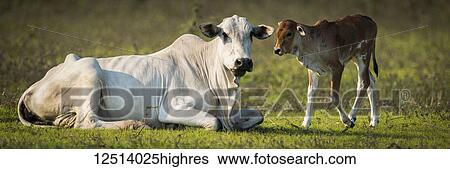 Stock Photograph - Khillari cattle (Bos indicus) cow and calf looking towards camera, Pantanal; Mato Grosso do Sul, Brazil. Fotosearch