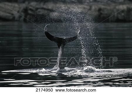 Killer Whale Slaps Its Fluke While Swimming Along The Alexander Archipelago In Southeast Alaska View Large Photo Image Stock Image - Killer Whale Slaps Its Fluke While Swimming Along The Alexander Archipelago In Southeast Alaska. Fotosearch