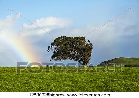 Stock Photograph - Kohala Mountain pasture and rainbow in the sky; Island of Hawaii, Hawaii, United States of America. Fotosearch