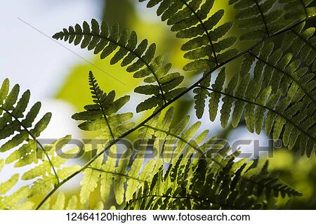 Stock Photograph - Lady Fern grows at Lewis and Clark National Historical Park in Oregon; Astoria, Oregon, United States of America. Fotosearch