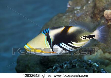 Lagoon Triggerfish (Rhinecanthus aculeatus); Makena, Maui, Hawaii, United States of America View Large Photo Image Stock Photograph - Lagoon Triggerfish (Rhinecanthus aculeatus); Makena, Maui, Hawaii, United States of America. Fotosearch