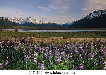 Landscape Of Chugach Mtns & 20 Mile River W/Lupine Ak Sc Summer View Large Photo Image Stock Image - Landscape Of Chugach Mtns & 20 Mile River W/Lupine Ak Sc Summer. Fotosearch
