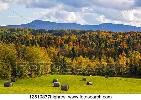 Landscape of forests on the hills with autumn coloured foliage and hay bales on lush green fields in the foreground; Iron Hill, Quebec, Canada View Large Photo Image Stock Photograph - Landscape of forests on the hills with autumn coloured foliage and hay bales on lush green fields in the foreground; Iron Hill, Quebec, Canada. Fotosearch