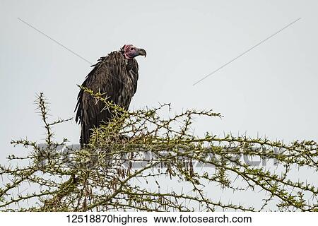 Stock Photograph - Lappet-faced vulture (Torgos tracheliotos) hunched over in acacia branch, Ngorongoro Crater; Tanzania. Fotosearch