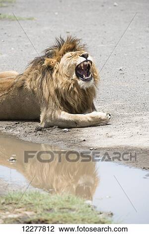 Large dark-maned lion (Panthera leo) with open mouth showing large teeth, reflected in puddle near Ndutu, Ngorongoro Crater Conservation Area; Tanzania View Large Photo Image Stock Image - Large dark-maned lion (Panthera leo) with open mouth showing large teeth, reflected in puddle near Ndutu, Ngorongoro Crater Conservation Area; Tanzania. Fotosearch
