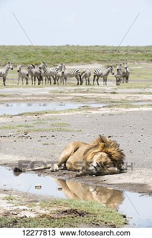 Stock Image - Large, dark-maned male lion (Panthera leo) sleeps by water while herd of Common Zebras (Equus quagga) watches from a distance, near Ndutu, Ngorongoro Crater Conservation Area; Tanzania. Fotosearch