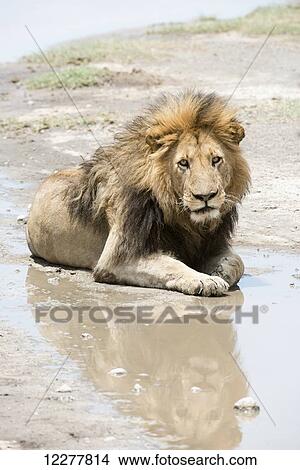 Large, dark-maned male lion (panthers leo) reflected in puddle near Ndutu, Ngorongoro Crater Conservation Area; Tanzania View Large Photo Image Picture - Large, dark-maned male lion (panthers leo) reflected in puddle near Ndutu, Ngorongoro Crater Conservation Area; Tanzania. Fotosearch