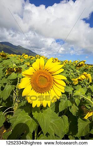 Stock Photograph - Large field of sunflowers in bloom in Central Maui. Flowers will be used for biofuel; Waiehu, Maui, Hawaii, United States of America. Fotosearch