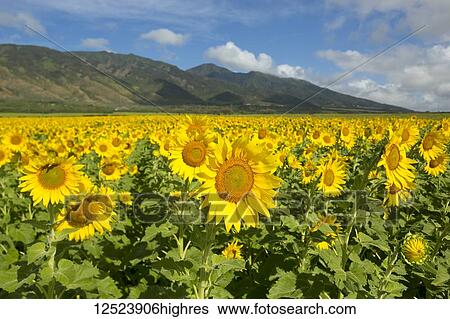 Large field of sunflowers in bloom in Central Maui. Flowers will be used for biofuel; Waiehu, Maui, Hawaii, United States of America View Large Photo Image Stock Photograph - Large field of sunflowers in bloom in Central Maui. Flowers will be used for biofuel; Waiehu, Maui, Hawaii, United States of America. Fotosearch
