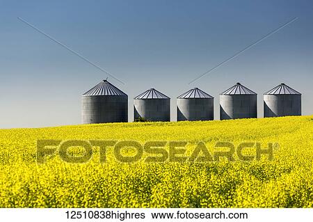 Stock Photograph - Large metal grain bins in a flowering canola field with blue sky; Beiseker, Alberta, Canada. Fotosearch