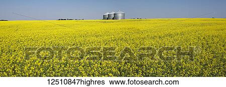 Large metal grain bins in a flowering canola field with blue sky; Beiseker, Alberta, Canada View Large Photo Image Stock Photograph - Large metal grain bins in a flowering canola field with blue sky; Beiseker, Alberta, Canada. Fotosearch