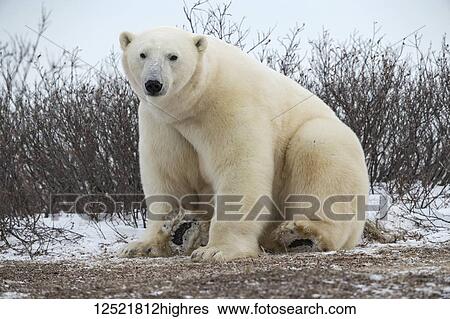 Stock Photograph - Large Polar bear (Ursus maritimus) sitting in the snow looking at the camera; Churchill, Manitoba, Canada. Fotosearch