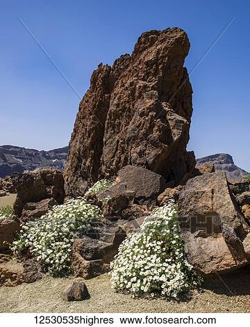 Stock Photograph - Large rock and white and yellow daisy flowers growing on surface of volcano Mount Teide, the third highest volcanic structure in the world; Tenerife, Canary Islands, Spain. Fotosearch