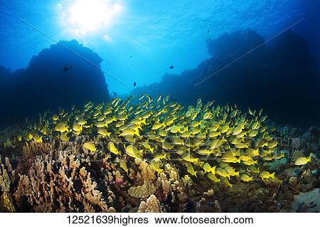 Stock Photograph - Large school of Bluestripe Snappers (Lutjanus kasmira) swimming over healthy reef; Lanai City, Lanai, Hawaii, United States of America. Fotosearch
