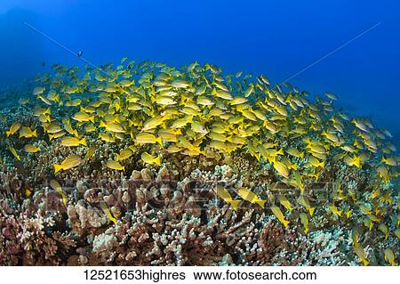 Large school of Bluestripe Snappers (Lutjanus kasmira) swimming over healthy reef; Lanai City, Lanai, Hawaii, United States of America View Large Photo Image Stock Photograph - Large school of Bluestripe Snappers (Lutjanus kasmira) swimming over healthy reef; Lanai City, Lanai, Hawaii, United States of America. Fotosearch