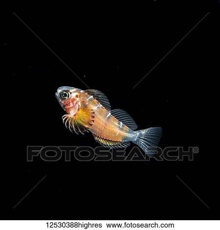 Stock Photograph - Late larval stage juvenile blenny (Blennioidei) photographed during a blackwater (bluewater dive at night) scuba dive off the Kona Coast, the Big Island, Hawaii, during the summer; Island of Hawaii, Hawaii, United States of America. Fotosearch