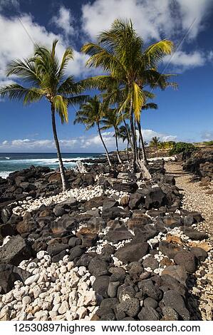 Lava rock and coral pathway, Lapakahi State Historical Park, North Kohala Coast, between Kawaihae and Hawi; Island of Hawaii, Hawaii, United States of America View Large Photo Image Stock Photograph - Lava rock and coral pathway, Lapakahi State Historical Park, North Kohala Coast, between Kawaihae and Hawi; Island of Hawaii, Hawaii, United States of America. Fotosearch