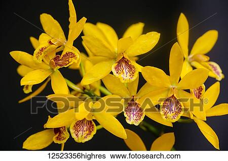 Stock Photograph - Lc. Gold Digger orchid; Paia, Maui, Hawaii, United States of America. Fotosearch