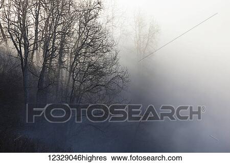 Stock Photograph - Leafless trees shrouded in fog; Homer, Alaska, United States of America. Fotosearch