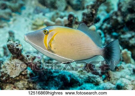 Stock Photograph - Lei Triggerfish (Sufflamen bursa) photographed while scuba diving along the Kona Coast; Island of Hawaii, Hawaii, United States of America. Fotosearch