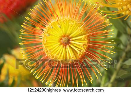 Leucospermum, Pincushion Protea; Kula, Maui, Hawaii, United States of America View Large Photo Image Stock Photograph - Leucospermum, Pincushion Protea; Kula, Maui, Hawaii, United States of America. Fotosearch
