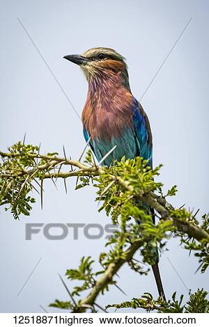 Stock Photograph - Lilac-breasted roller (Coracias caudatus) facing left on leafy branch, Serengeti National Park,; Tanzania. Fotosearch