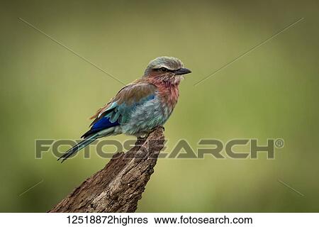 Lilac-breasted roller (Coracias caudatus) in profile on dead tree, Serengeti National Park,; Tanzania View Large Photo Image Stock Photograph - Lilac-breasted roller (Coracias caudatus) in profile on dead tree, Serengeti National Park,; Tanzania. Fotosearch