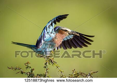 Lilac-breasted roller (Coracias caudatus) lands on branch carrying grasshopper, Serengeti National Park,; Tanzania View Large Photo Image Stock Photograph - Lilac-breasted roller (Coracias caudatus) lands on branch carrying grasshopper, Serengeti National Park,; Tanzania. Fotosearch