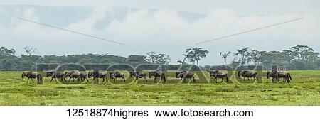 Stock Photograph - Line of white-bearded wildebeest (Connochaetes taurinus) cross grassy meadow, Ngorongoro Crater; Tanzania. Fotosearch