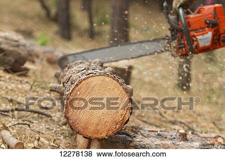 Stock Photo - Logger falling trees; Groveland, California, United States of America. Fotosearch