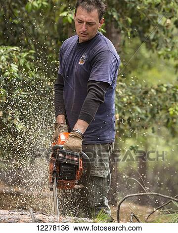 Stock Photograph - Logger falling trees; Groveland, California, United States of America. Fotosearch