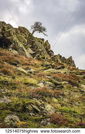 Stock Photograph - Lone tree on a hillside above Ullswater in the English Lake District; Cumbria, England. Fotosearch