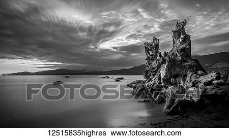 Stock Photograph - Long exposure of driftwood at the water's edge and a view of the Vancouver coastline at Stanley Park; Vancouver, British Columbia, Canada. Fotosearch