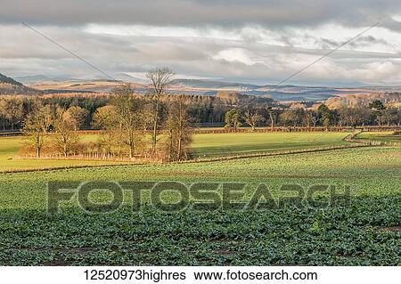 Stock Photograph - Looking beyond a field of cabbages to the distant Cheviot hills; Northumberland, England. Fotosearch