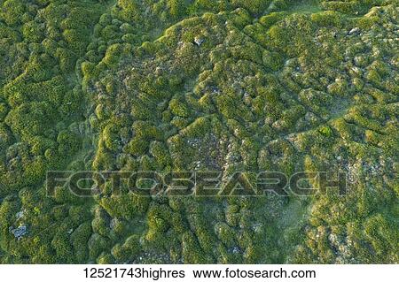 Looking down onto the tundra in Northern Iceland from a drone; Iceland View Large Photo Image Stock Photograph - Looking down onto the tundra in Northern Iceland from a drone; Iceland. Fotosearch