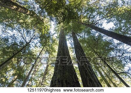 Stock Photograph - Looking up at the treetops in an old growth forest in MacMillan Provincial Park, Cathedral Grove, Vancouver Island; British Columbia, Canada. Fotosearch